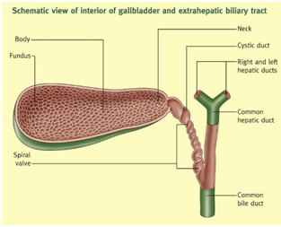 Imaging Anatomy and Pathology Assignment.png